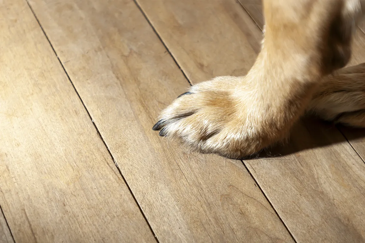 Psia łapa na drewnianej podłodze