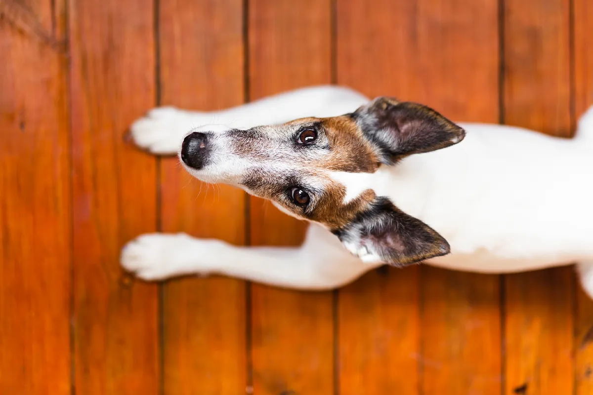 Pies na drewnianej podłodze