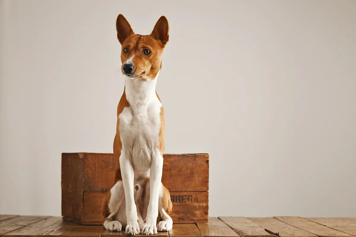 Pies na drewnianej podłodze